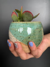 Load image into Gallery viewer, Small succulent pot planter garden
